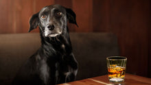 Indlæs billede til gallerivisning Sly Dog Organisk Premium Pure Malt Whisky
