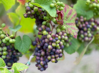 Dansk vinsmagning på Vesterbro – Lindely Vingård - 6 marts