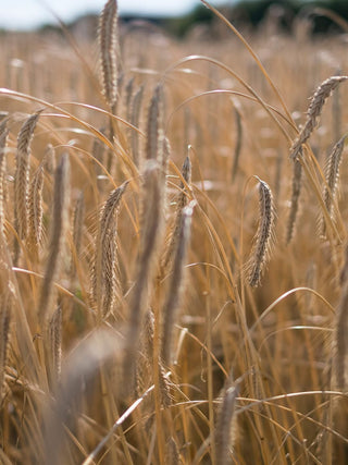 🥃 Whiskysmagning på Vesterbro – Stauning Whisky i kælderen 13 marts